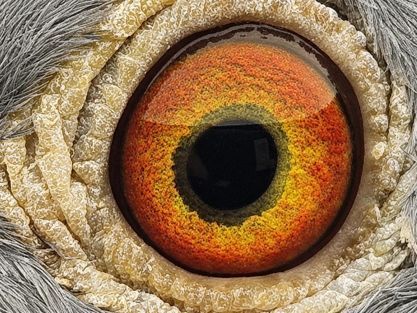 Pigeon eye